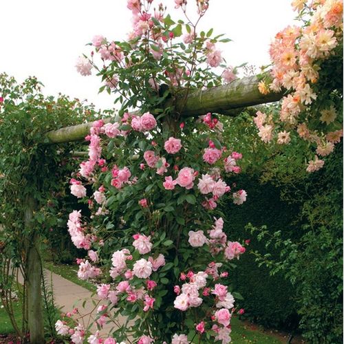 Halványrózsaszín - Csokros virágú - magastörzsű rózsafa- csüngő koronaforma